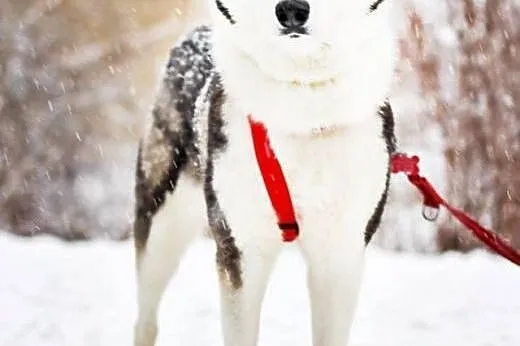 Kontaktowa, wesoła Rea w typie HUSKY do pokochania, Kundelki cała Polska