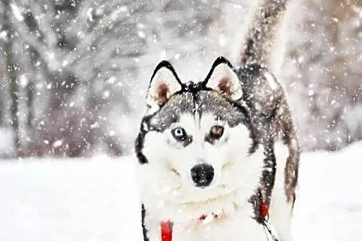 Kontaktowa, wesoła Rea w typie HUSKY do pokochania