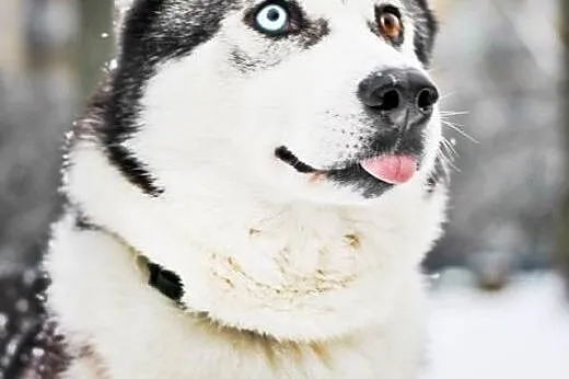 Kontaktowa, wesoła Rea w typie HUSKY do pokochania