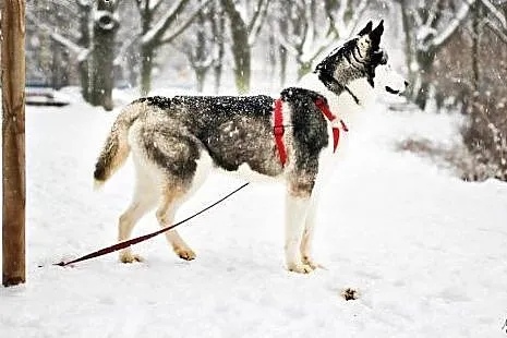Kontaktowa, wesoła Rea w typie HUSKY do pokochania