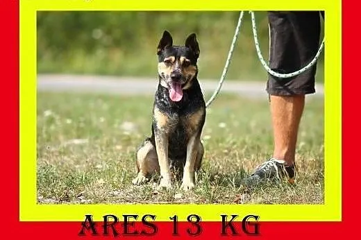13kg,1.5roku,przytulaśny,czujny,wierny towarzysz,pies ARES,  małopolskie Kraków