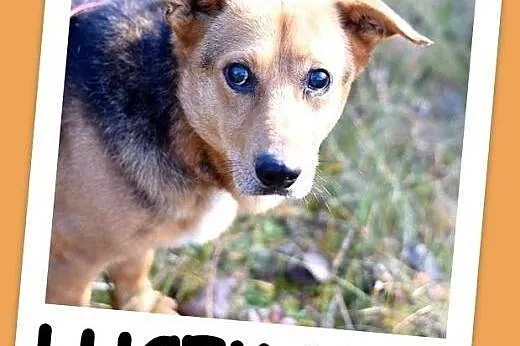 11 kg, łagodny, grzeczny, przyjacielski psiak LUCEK.Adopcja.,  małopolskie Kraków