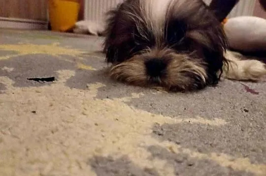 szczeniaczki shih tzu, Lubelskie, Kraczewice Prywatne