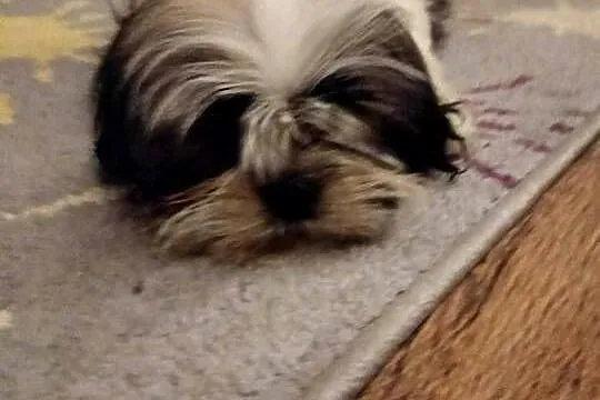 szczeniaczki shih tzu, Lubelskie, Kraczewice Prywatne