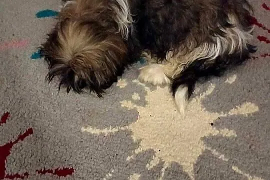 szczeniaczki shih tzu, Lubelskie, Kraczewice Prywatne