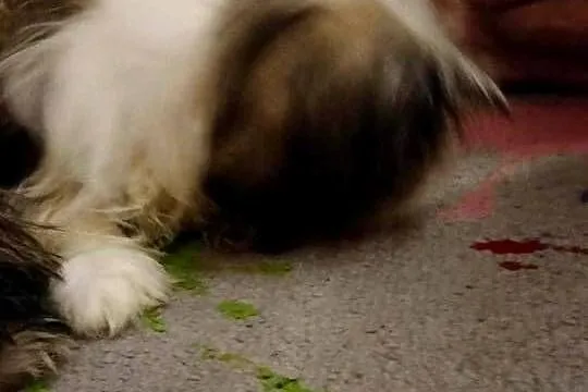 szczeniaczki shih tzu, Lubelskie, Kraczewice Prywatne