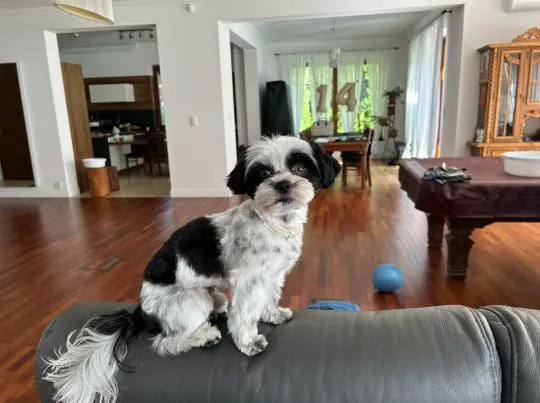 Krycie yorków, energiczny, zadbany, unikalny Biro Yorkshire Terrier, , Warszawa