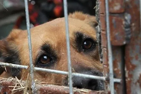 Ruda Aza  nie wie co oznacza dom i kochająca rodzina ......:(,  Kundelki cała Polska