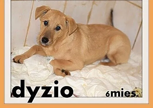 6 mies. szczeniak,średni piesek, nieśmiały DYZIO.A