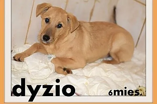 6 mies. szczeniak,średni piesek, nieśmiały DYZIO.A