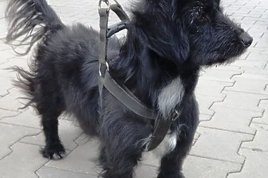 Pixie malutka, młodziutka (niecały rok) długowłosa suczka