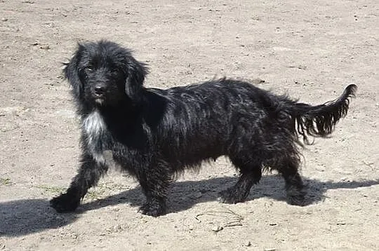 Pixie malutka, młodziutka (niecały rok) długowłosa