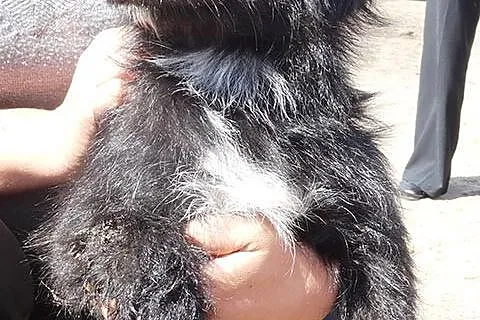 Pixie malutka, młodziutka (niecały rok) długowłosa