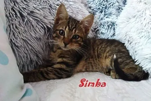 Kociaki Simba i Nala szukają domów,  łódzkie Łódź, Łódź