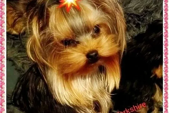 YORK,YORKSHIRE TERRIER!ELITARNY PIESEK 1,20KG REPRODUKTOR, Małopolskie, Kraków