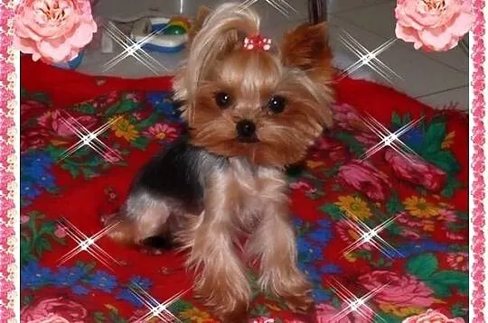 YORK,YORKSHIRE TERRIER!ELITARNY PIESEK 1,20KG REPRODUKTOR, Małopolskie, Kraków