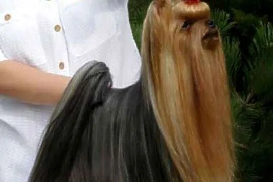 YORK,YORKSHIRE TERRIER!ELITARNY PIESEK 1,20KG REPRODUKTOR, Małopolskie, Kraków