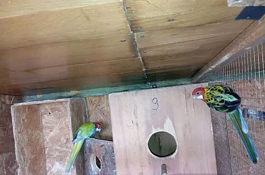 Rozelle białolice para lęgowa, Podkarpackie, Jasło