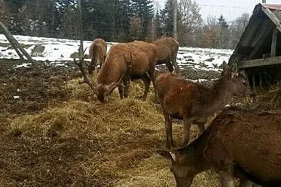 Sprzedam Jelenie Karpackie