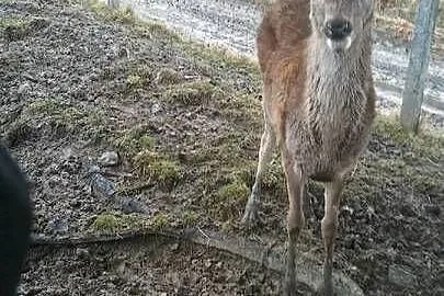 Sprzedam Jelenie Karpackie, Małopolskie, Grybów