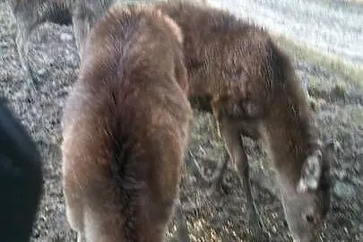 Sprzedam Jelenie Karpackie, Małopolskie, Grybów