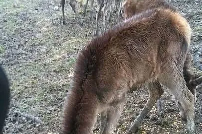 Sprzedam Jelenie Karpackie, Małopolskie, Grybów