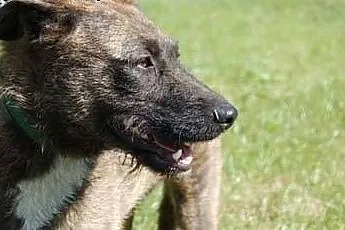 Niezwykłej urody cudowna PRĄŻKA szuka domku na sta