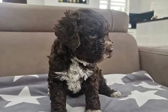 Lagotto Romagnolo ZKwP/FCI
