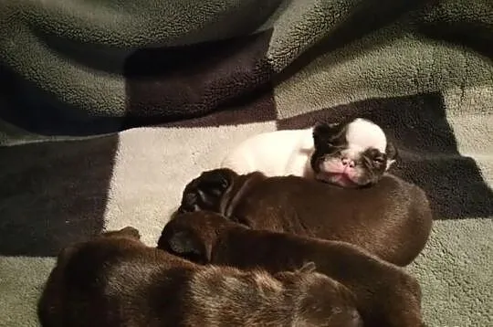 Buldog Francuski