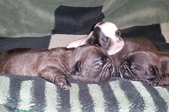 Buldog Francuski