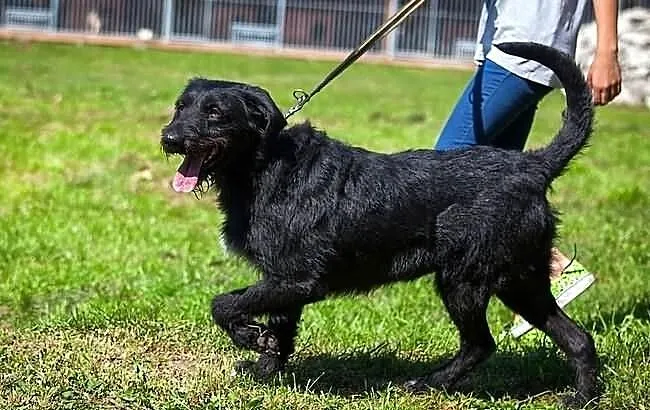 Sznaucerowata, śliczna brunetka - Fifi :)