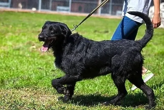 Sznaucerowata, śliczna brunetka - Fifi :)
