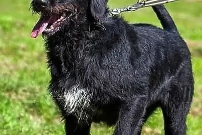 Sznaucerowata, śliczna brunetka - Fifi :)