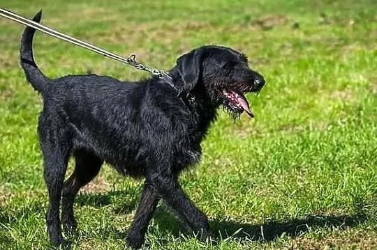 Sznaucerowata, śliczna brunetka - Fifi :)
