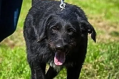 Sznaucerowata, śliczna brunetka - Fifi :)
