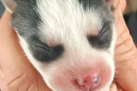 Dostępne szczeniaki rasy Syberian husky, Pomorskie, Reda
