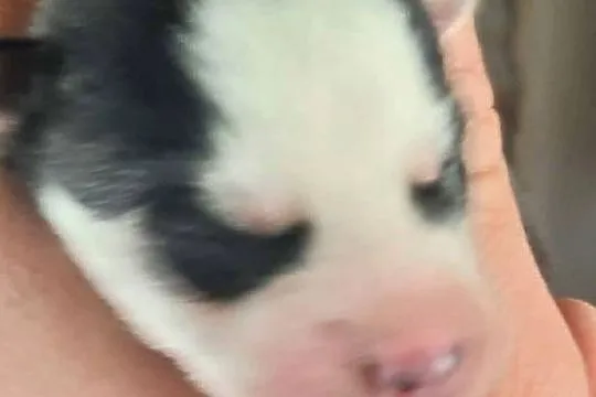 Dostępne szczeniaki rasy Syberian husky, Pomorskie, Reda