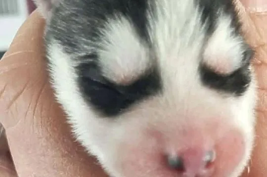 Dostępne szczeniaki rasy Syberian husky, Pomorskie, Reda