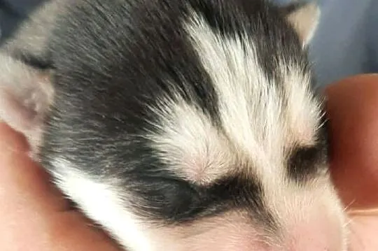 Dostępne szczeniaki rasy Syberian husky, Pomorskie, Reda