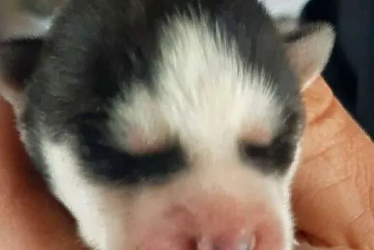 Dostępne szczeniaki rasy Syberian husky, Pomorskie, Reda
