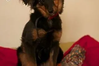 Młoda Frida poleca się do adopcji,  śląskie Katowice