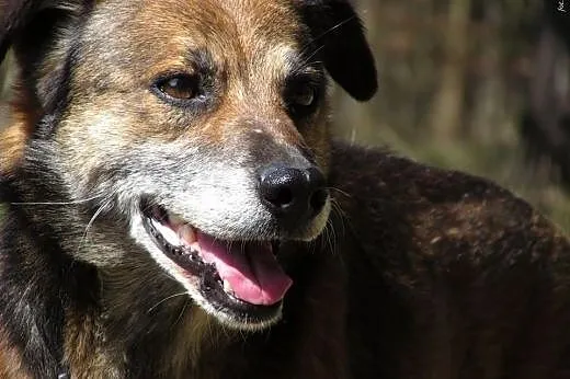 Lasek i Mamba- dwa cudowne psiaki szukają jednego domu,  Kundelki cała Polska
