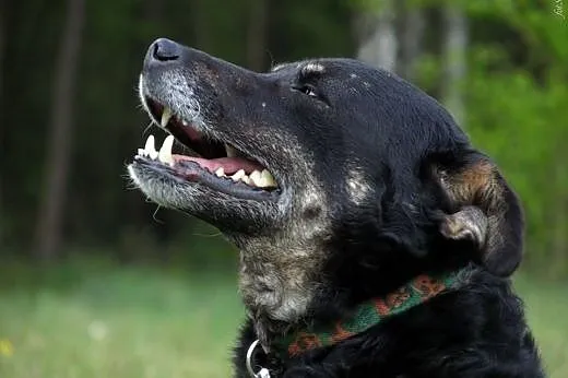 Lasek i Mamba- dwa cudowne psiaki szukają jednego 