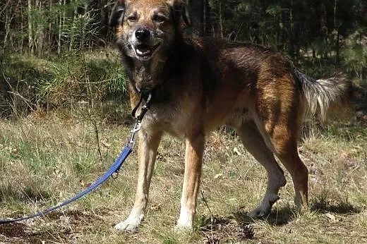 Lasek i Mamba- dwa cudowne psiaki szukają jednego 