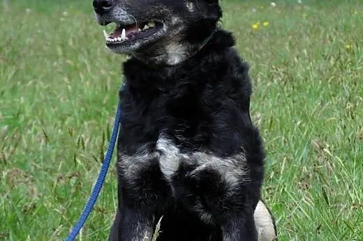 Lasek i Mamba- dwa cudowne psiaki szukają jednego 