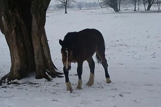 Sprzedam ogierka na czterech skarpetach