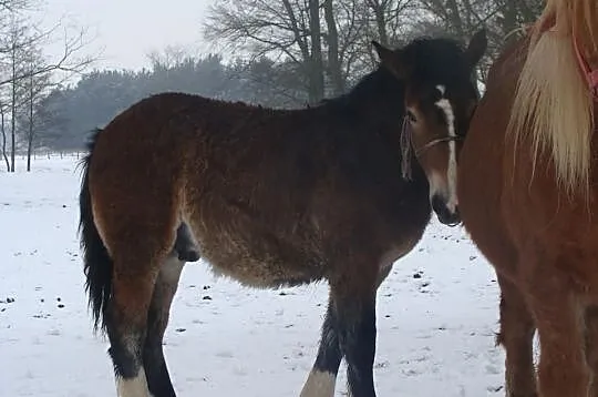 Sprzedam ogierka na czterech skarpetach