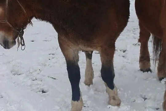 Sprzedam ogierka na czterech skarpetach