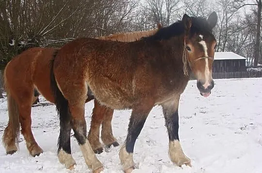 Sprzedam ogierka na czterech skarpetach