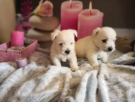 Szczenięta West Highland White Terrier  do adopcji e-mail; {{biancalaura905@gmail.com}}